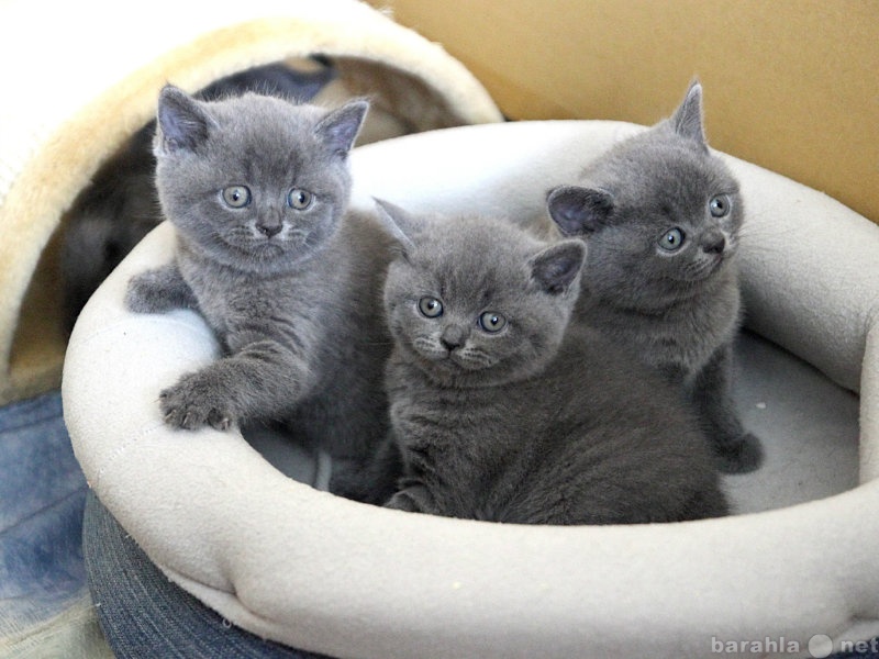 Продам: Британские короткошерстные голубые котят
