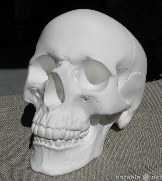 Продам: Модель черепа