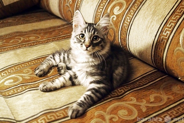Продам: Породистый котенок породы "Кур. боб