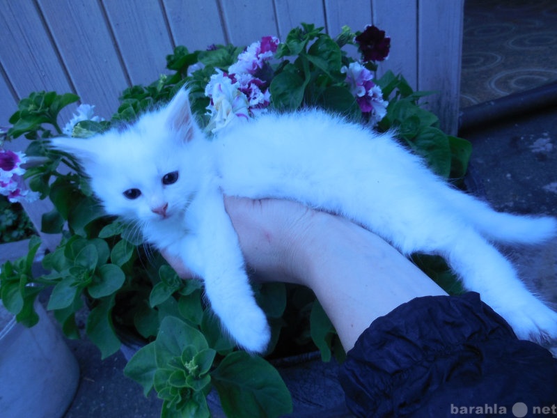 Отдам даром: отдам в хорошие руки белого  котёнка