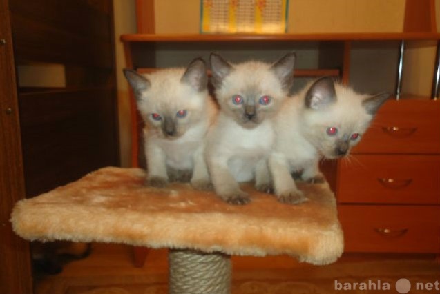 Продам: сиамские котята