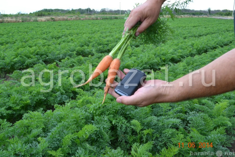 Продам: Морковь оптом от производителя
