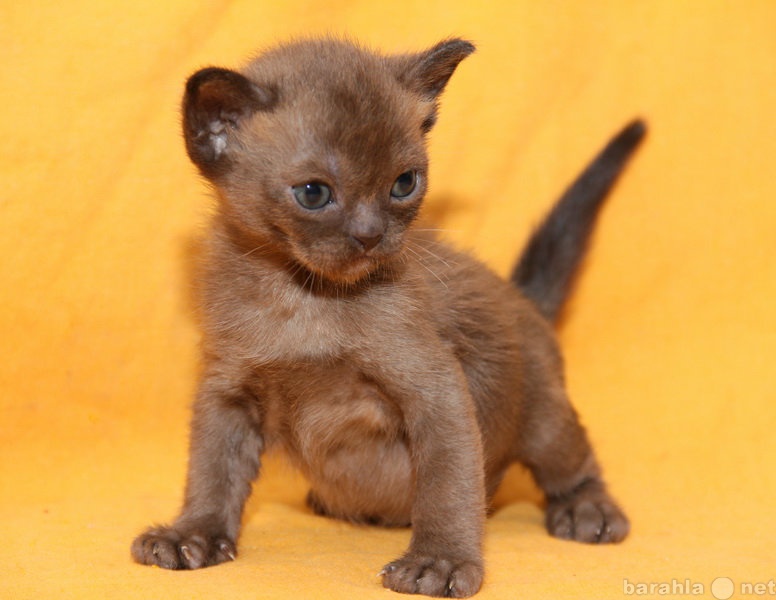 Продам: Бурманские котята, миленькие мордашки