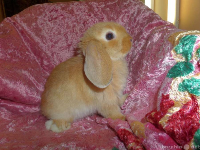 Продам: Карликовые крольчата.