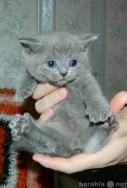 Продам: Британского котенка голубого окраса