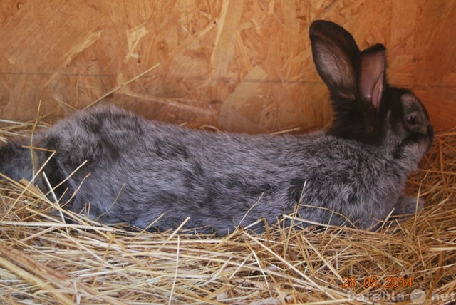 Продам: кролик самец полтавское серебро 4 мес