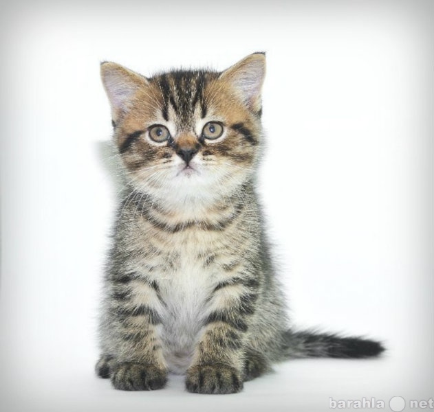 Продам: котенок серлкирк-страйт