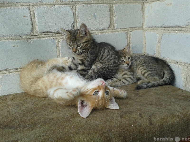 Продам: Три одиноких котенка ищут добрых хозяев!