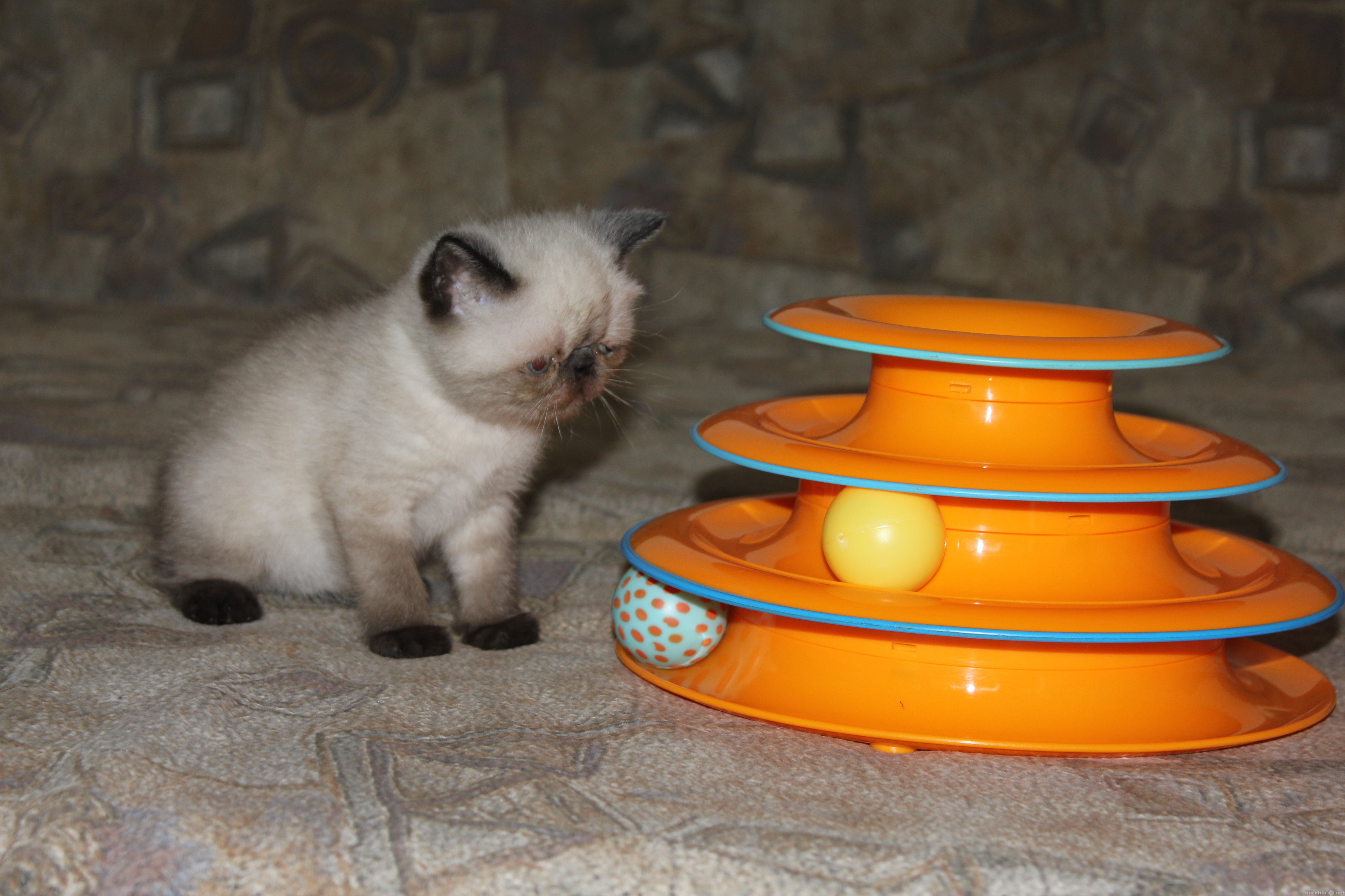 Продам: Котята персов и экзотов
