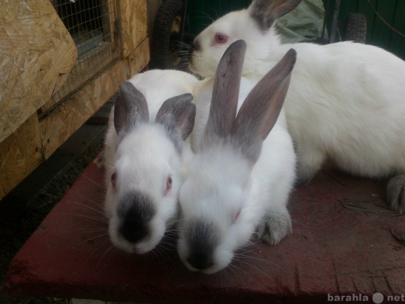 Продам: Породистые кролики