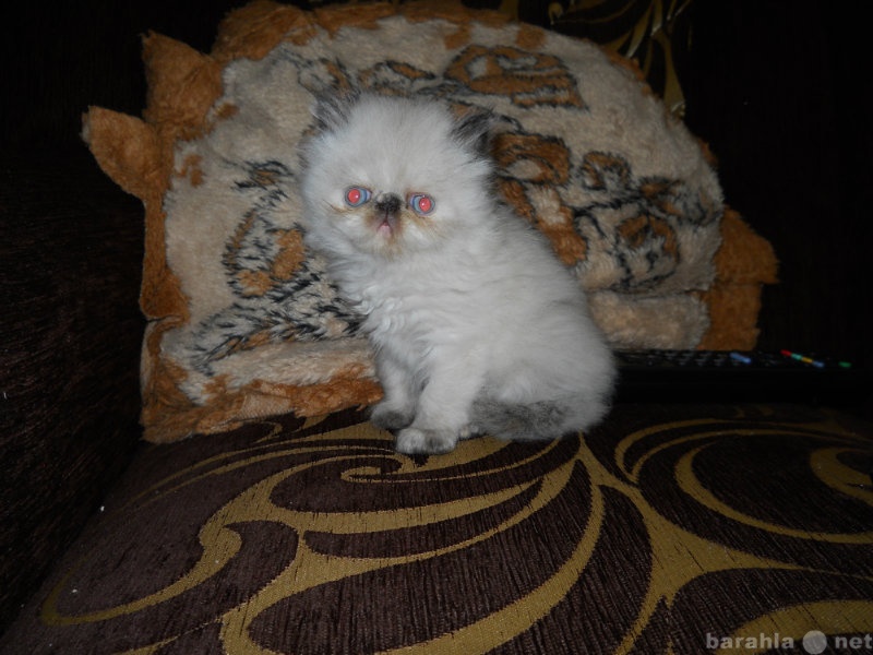 Продам: персидские котята (экзоты)