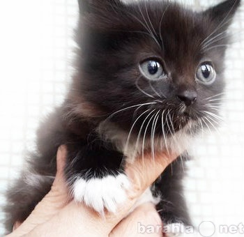 Отдам даром: пушистый черный котенко в дар
