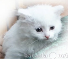 Отдам даром: пушистый белый котенко ищет семью