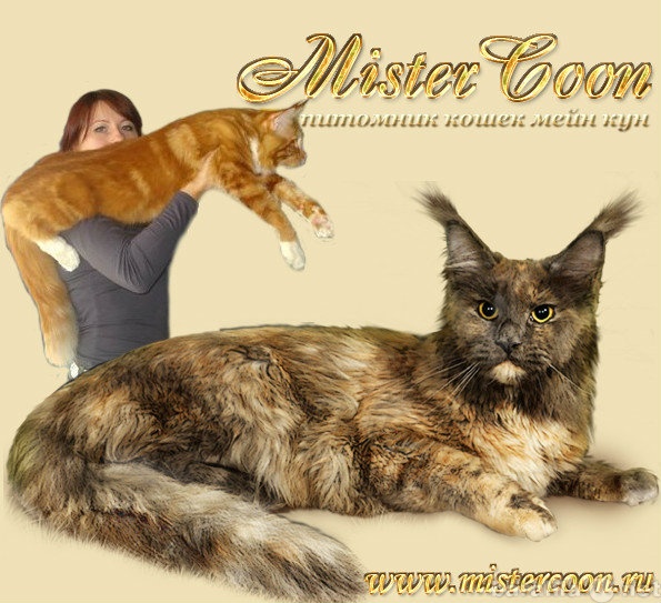 Продам: Мейн куны.котята питомника MisterCoon