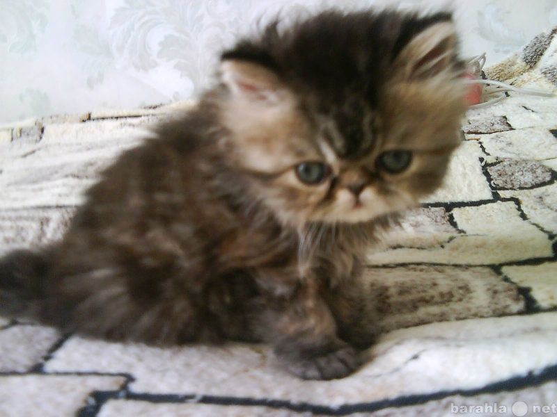 Продам: котенок перс