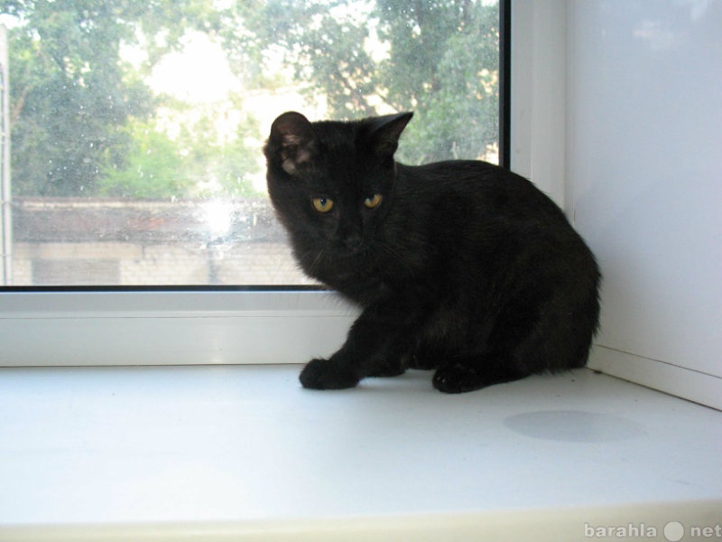 Отдам даром: Черный котенок.