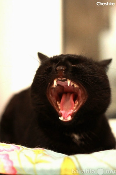 Отдам даром: Диксит: шёлк и бархат (черный кот, 1 год