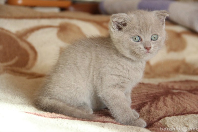 Продам: плюшевые котята шотландской породы