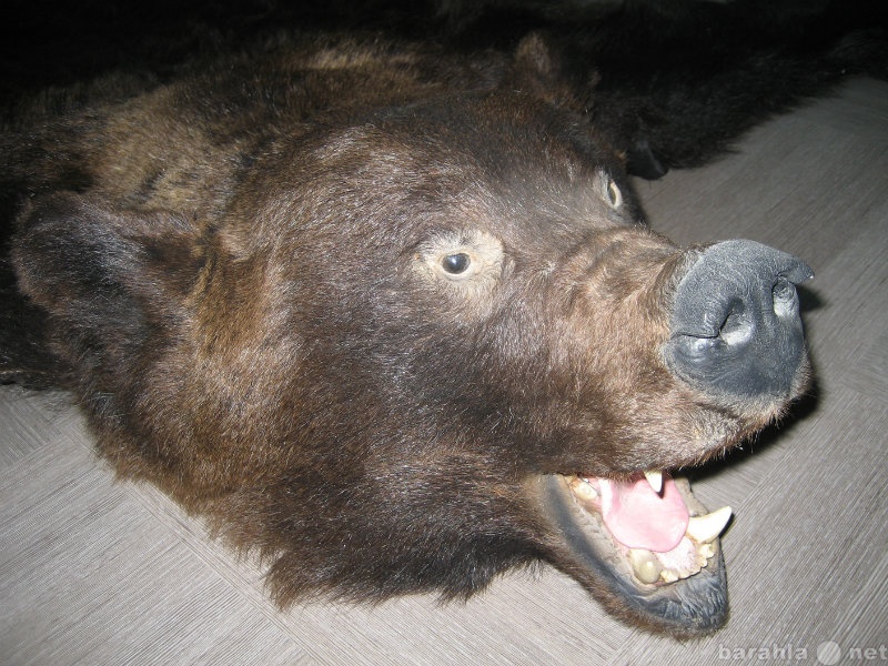 Продам: шкуру-ковёр карельского медведя