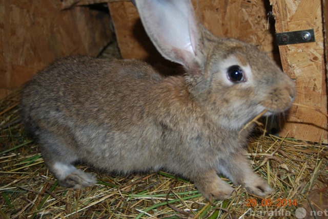 Продам: кролики мясных пород на откорм