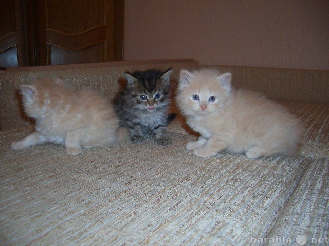 Продам: Сибирские котята