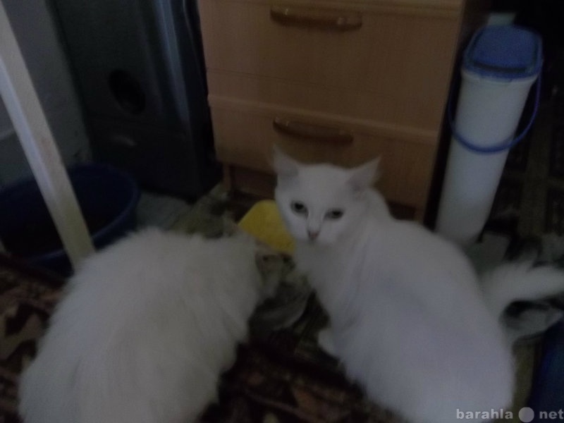 Продам: котенка ангорско-персидского. белый цвет
