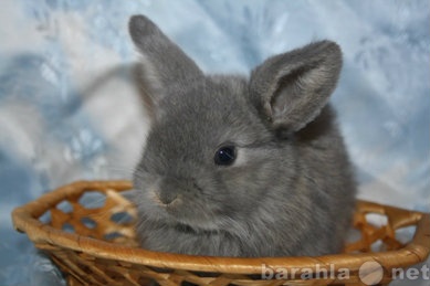 Продам: декоративные крольчата из питомника