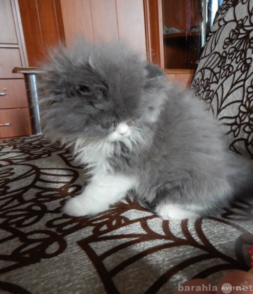 Продам: Персидский гламурный котик