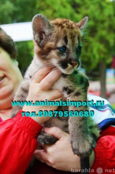 Продам: Продаю домашних котят Пумы animalsimport