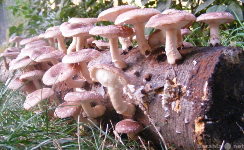 Продам: Выращивание грибов шиитаки дома и на дач
