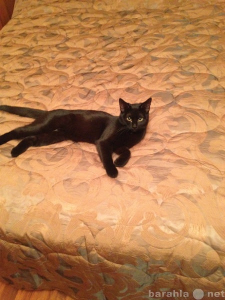 Отдам даром: Кошка черная бомбейская