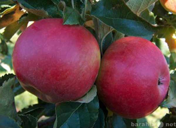 Продам: Продажа Саженцев колоновидной яблони Чуд