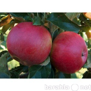Продам: Продажа Саженцев яблони Айдаред