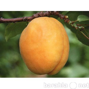 Продам: Продажа Саженцев абрикоса Ананасный Цюрю