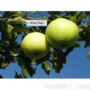 Продам: Продажа Саженцев яблони Белый налив
