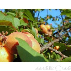 Продам: Продажа Саженцев абрикоса Буревестник