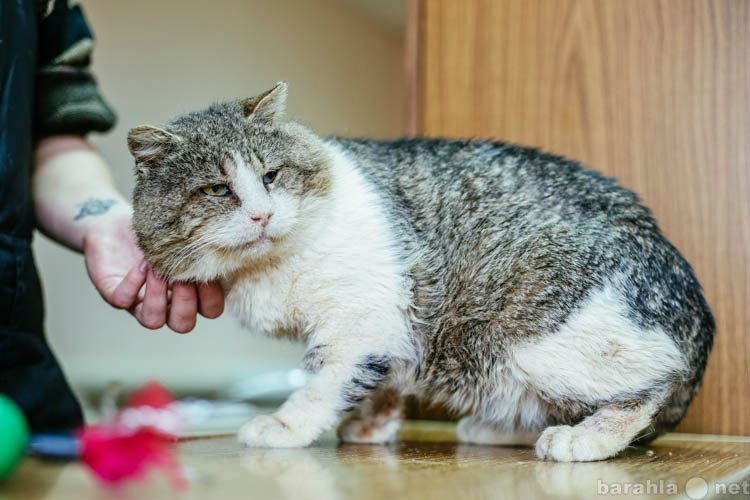 Отдам даром: Толстощёкий кот Батон ищет мягкий диван.