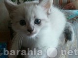 Продам: сибирский котенок