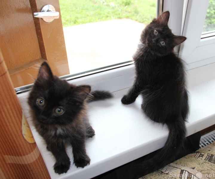 Отдам даром: черного котенка и кошку