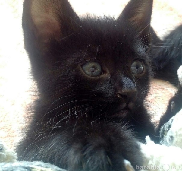 Отдам даром: черный котенок малчик