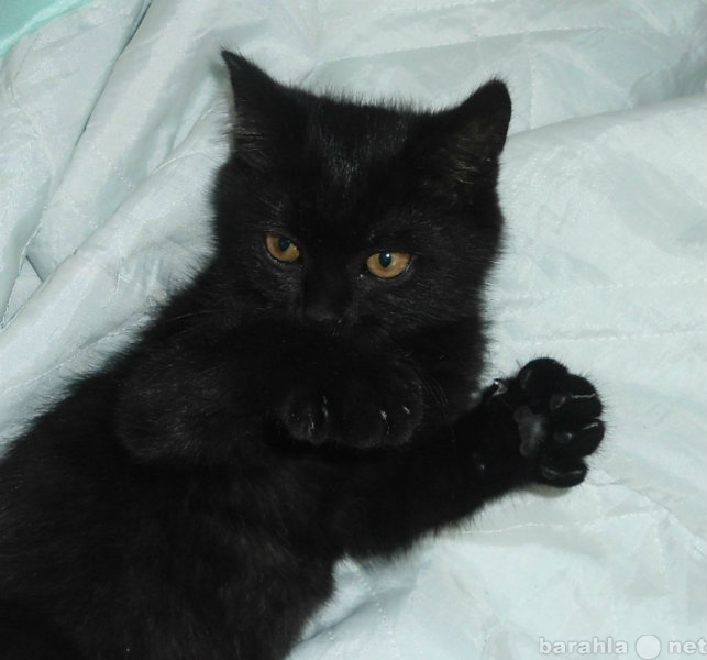 Отдам даром: Черный котенок в добрые руки