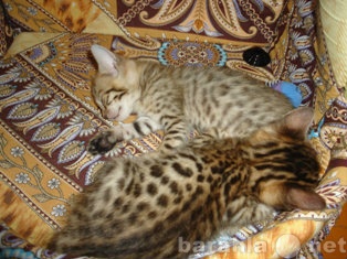 Продам: бенгальских котят