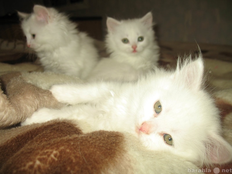 Отдам даром: белые пушистые котята
