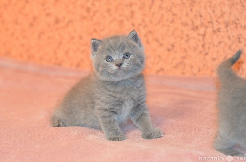 Продам: Чистокровные голубые британские котята