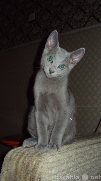 Продам: Продам котят породы русская голубая