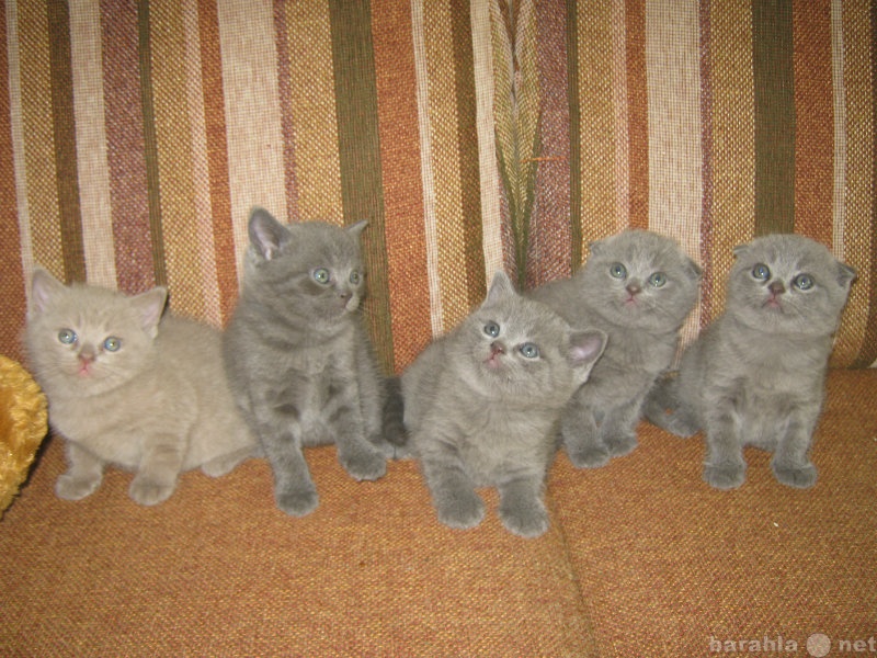 Продам: Плюшевые шотландские котята