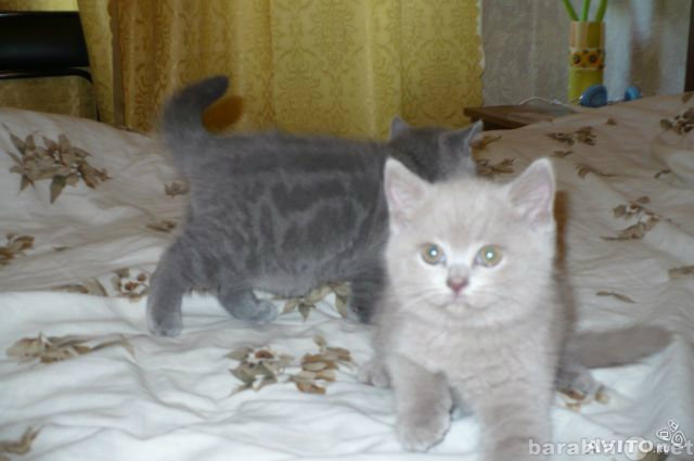 Продам: Британские котята, 4000 руб.