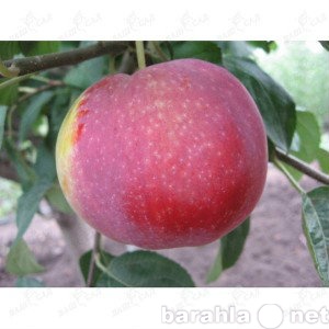 Продам: Продажа Саженцев яблони Виста белла
