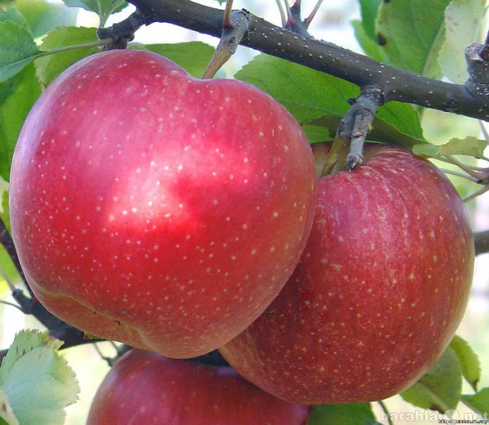 Продам: Продажа Саженцев яблони Гала Маст