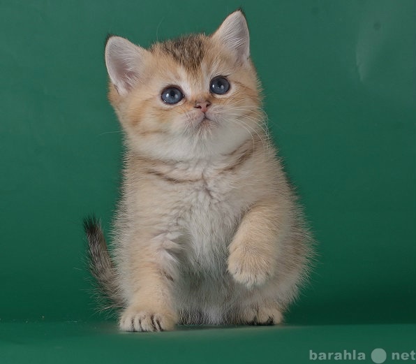 Продам: Золотой британский плюшевый котик!